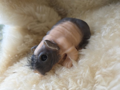 Skinnypig guineapig reborn - /,
