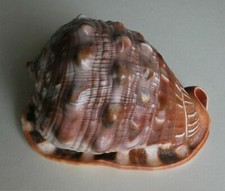 CONCHIGLIA MARINA " CASSIS