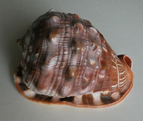 Conchiglia marina cassis - ",