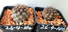 Copiapoa columna alba - , sulle