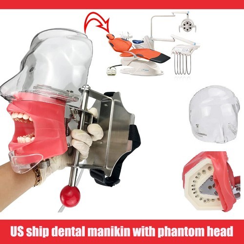 Testa dente modello - dente,