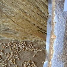 Grano duro antico di Sicilia raccolta 2025- Prod. Propria Kg.1