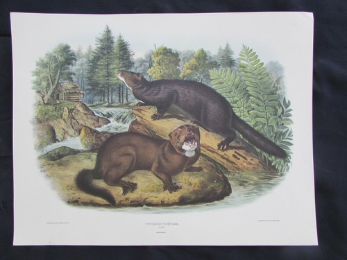 Audubon visone - j.,