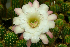 "BLIND DATE" Hildewintera