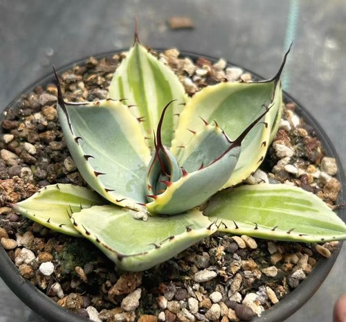 Vendita rara pianta agave - rara,
