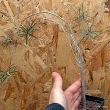 Euphorbia balsamifera Vaso 8