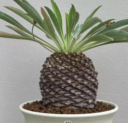 Rara euphorbia bupleurifolia - rara,