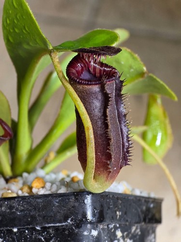 Nepenthes lowii small - lowii,