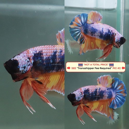 Live betta fish - betta,