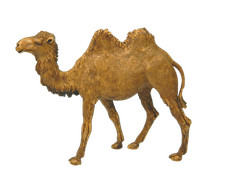 Cammello in Piedi Landi
