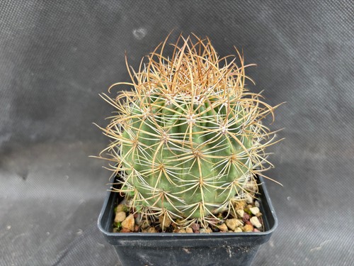 Ferocactus viridescens - ferocactus, v