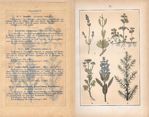 Pflanzentafei piante - iv.,