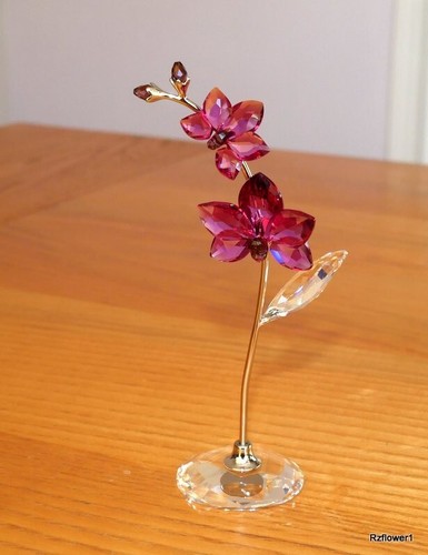 Splendida orchidea sogni - orchidea, di