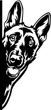 Adesivo MALINOIS - adesivo