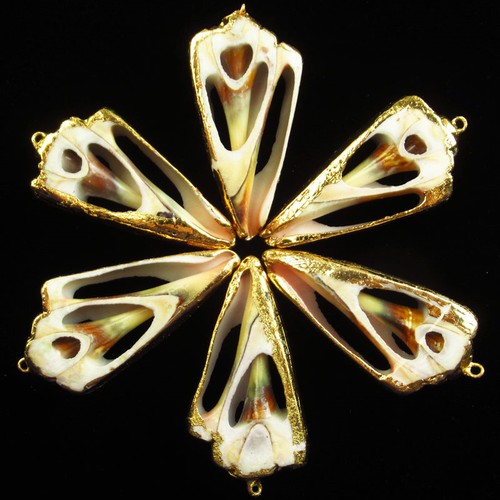 Pezzi 55x24x8 conchiglie - 55x24x8, mm