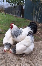 Uova Feconde, Fertili , Fecondate SUSSEX COLUMBIA