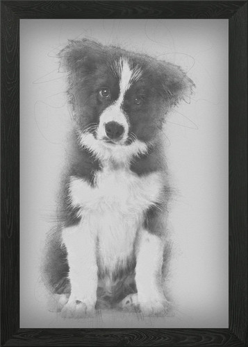 Border collie cucciolo wee - 17,