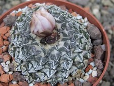 3h48 Ariocarpus kotschoubeyanus albiflorus Tula XXL vaso 6,5 cm 30 anni