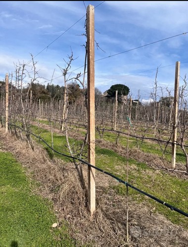 Pali cemento per frutteto o - in,