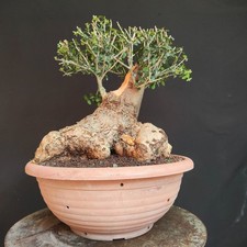 PRE BONSAI ESEMPLARE  DI