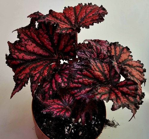 Begonia ibrida - begonia,