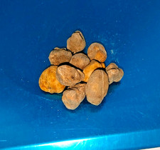 TARTUFO BIANCO FRESCO ITALIA