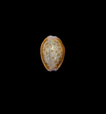 Conchiglia shell cypraea - conchiglia,