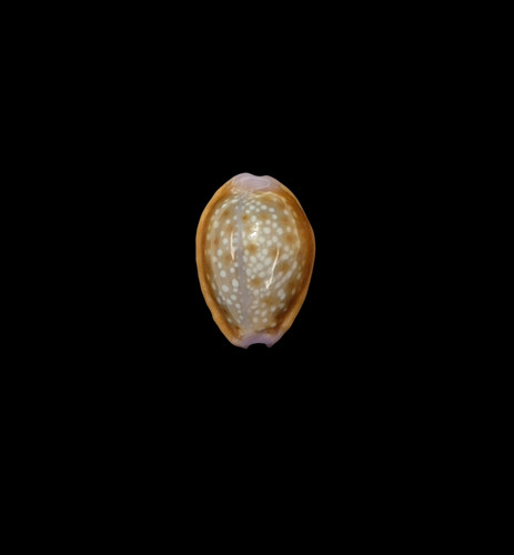 Conchiglia shell cypraea - conchiglia,