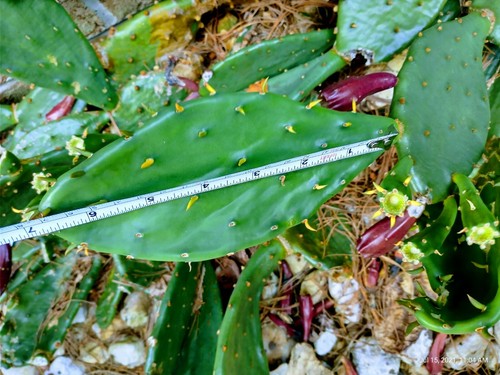 Grandi cuscinetti pianta di - cuscinetti,