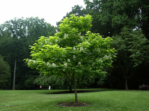 Catalpa bignonioides albero - catalpa,