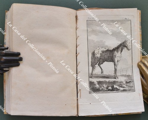 Storia naturale zoologia - storia, naturale,