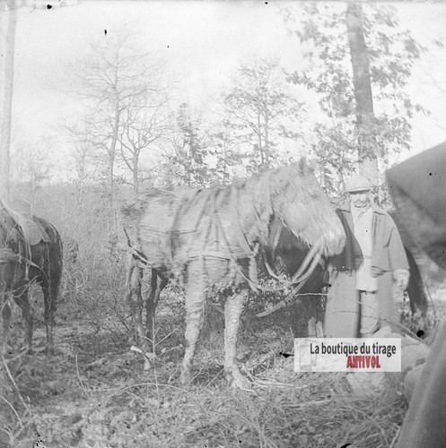 Foto ww1 cavalli - foto,