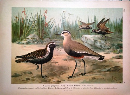 Stampa antica uccelli piviere - stampa,