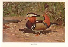 Mandarino Aix galericulata