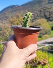 ?1 Vaso Ø 9 Cm ECHINOP. LAGENIFORMIS TorciaBOL. T. Cereus?San Spirit + Omaggio