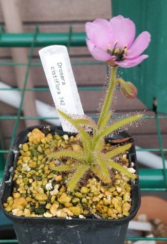 Drosera cistiflora pianta - cistiflora,