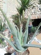 Pianta di Aloe  vera (varietà