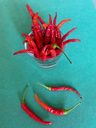 Semi peperoncini - semi, di