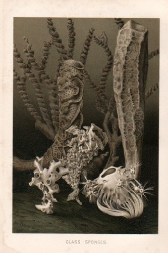 1894 spugne organismi marini - 1894,