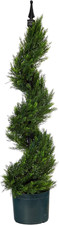 Albero topiario a spirale di