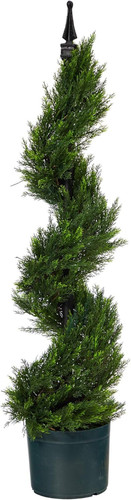 Albero topiario spirale di - albero,