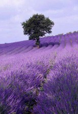 50 semi di vera LAVANDA DI PROVENZA (Lavendula officinalis)