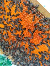 25 Kg MIELE ITALIANO BIOLOGICO