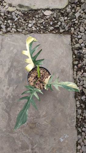 Quadro reale philodendron - quadro,