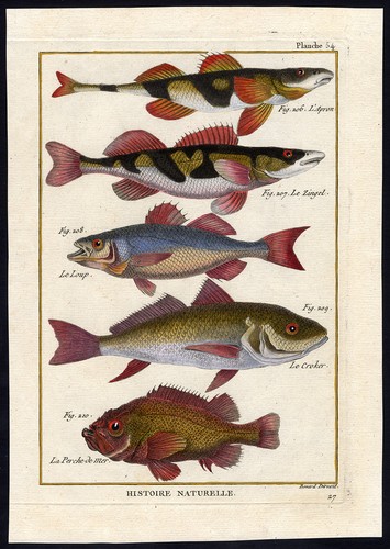 Antica stampa pesce zingel - stampa, pesce-zingel