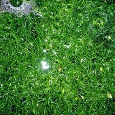 Chaetomorpha linum acqua - , di