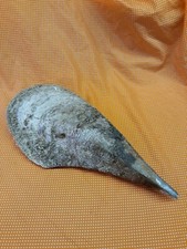 Penna nobile pinna nobilis - nobile,