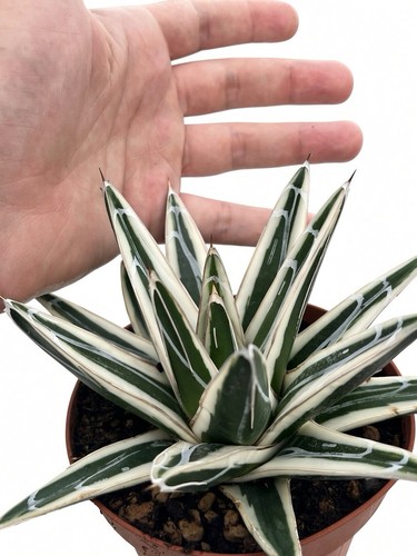 Agave victoriae reginae - victoriae,