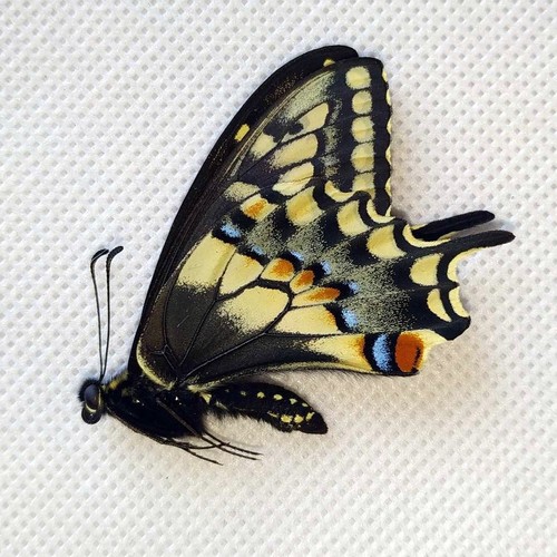 Papilio ibrido - papilio,