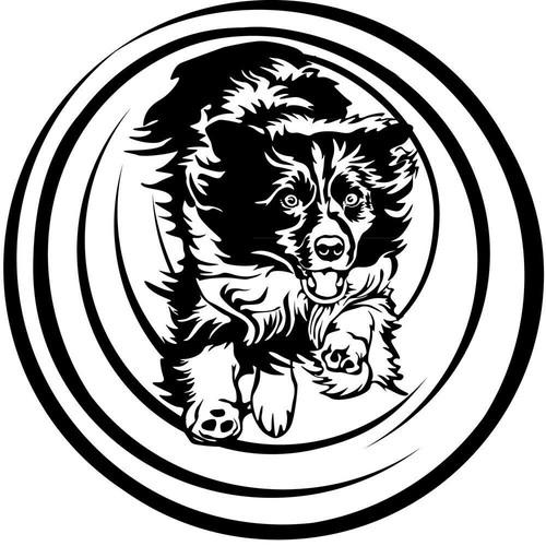 Adesivo border collie - adesivo,